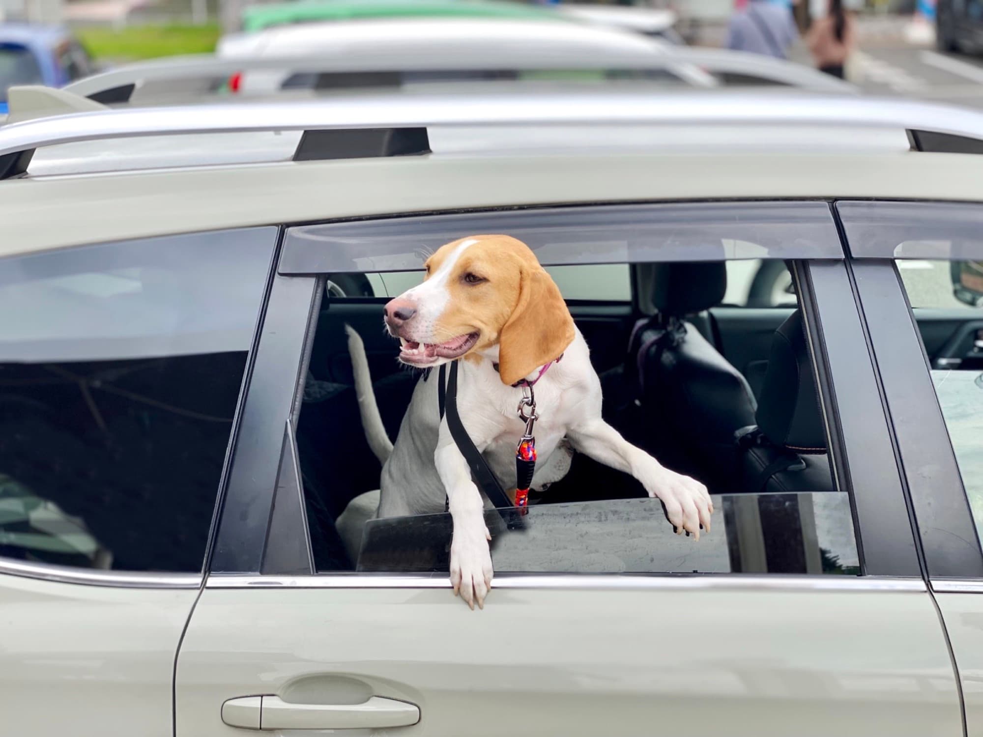 窓辺の愛犬